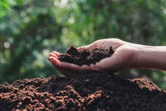 How to Dose Fertilizer for Plants